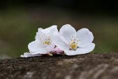 【徒桜】(あだざくら)