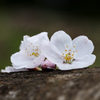 【徒桜】(あだざくら)