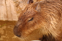 カピバラ