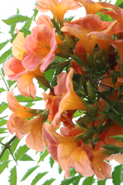 凌霄花
