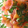凌霄花