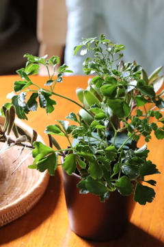 観葉植物