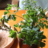 観葉植物