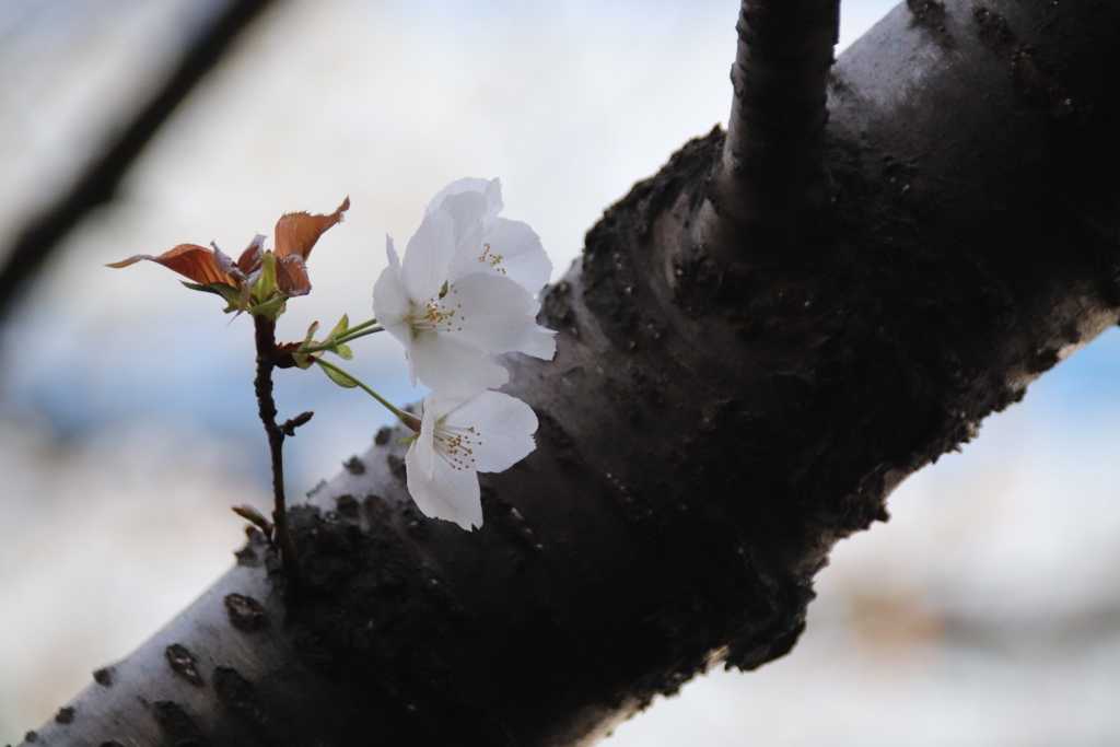 桜②