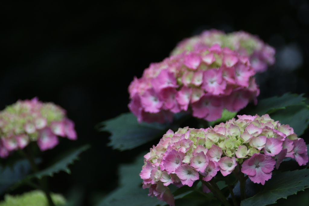 紫陽花