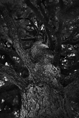 Monochrome【静】
