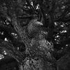 Monochrome【静】