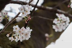 【桜咲く咲く】