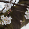 【桜咲く咲く】