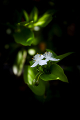 【常磐露草】
