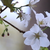 桜①