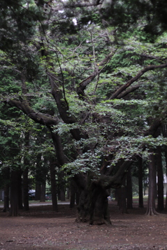 深緑
