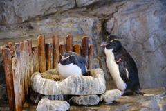 ペンギンズ
