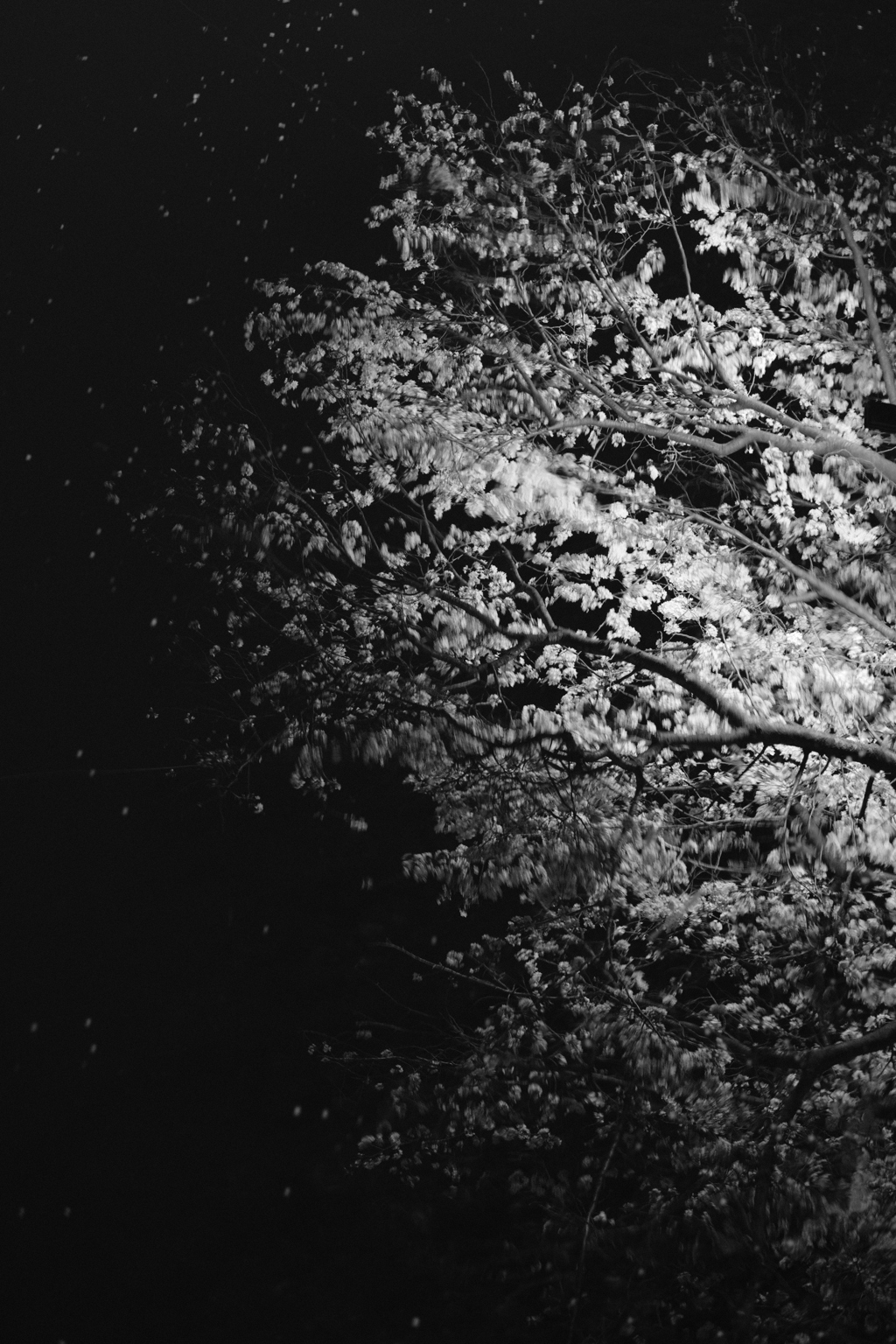 川面の夜桜
