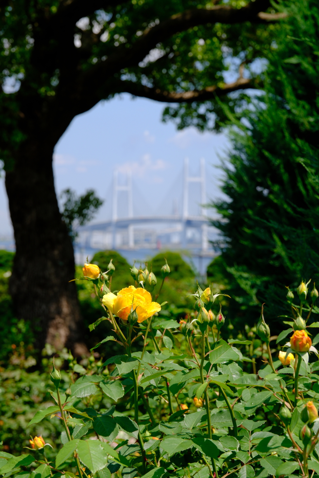 黄色い薔薇