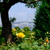 黄色い薔薇
