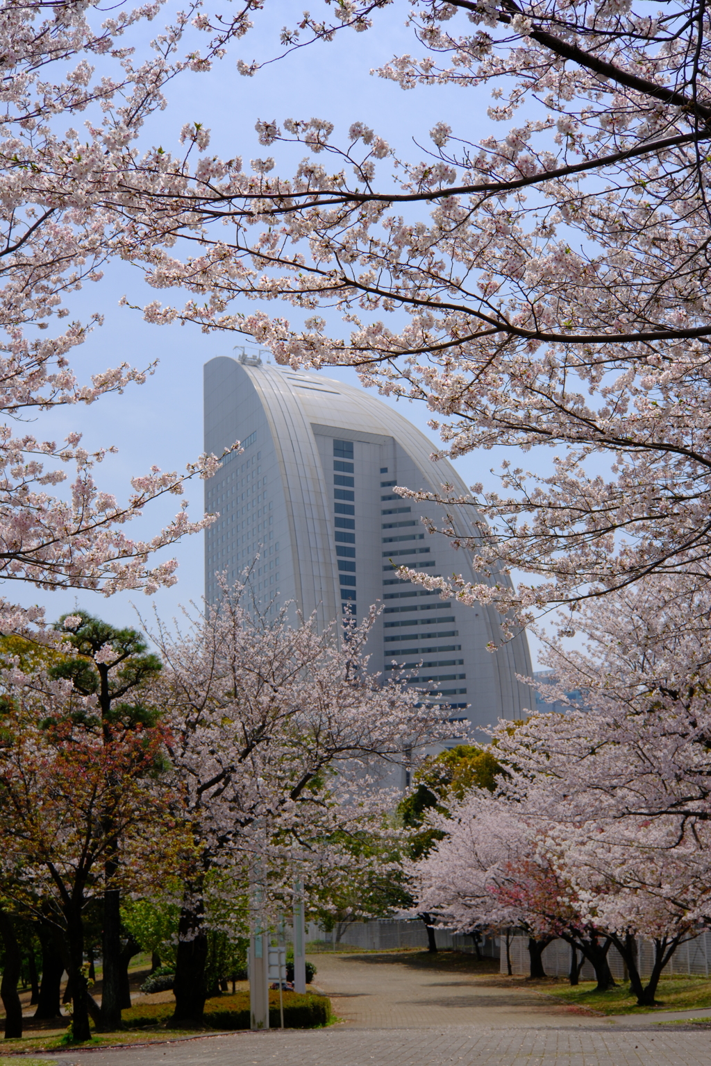 横濱桜景