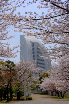 横濱桜景