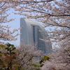 横濱桜景