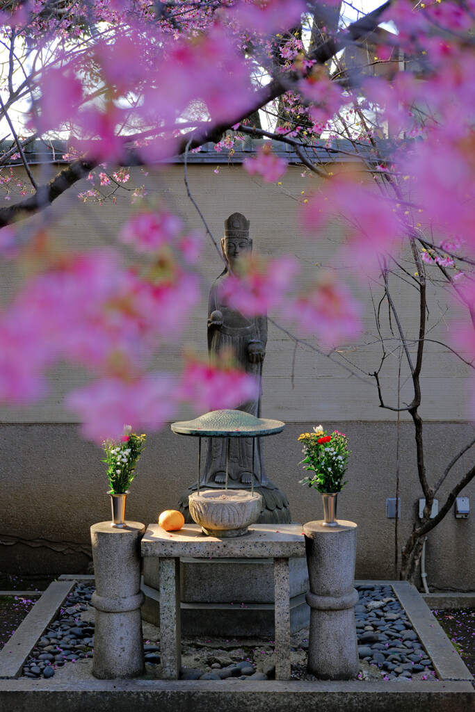 天王寺のオカメザクラ