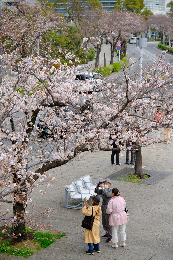 桜を撮る人