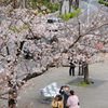 桜を撮る人