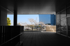 都市の桜