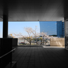 都市の桜