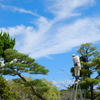 剪定