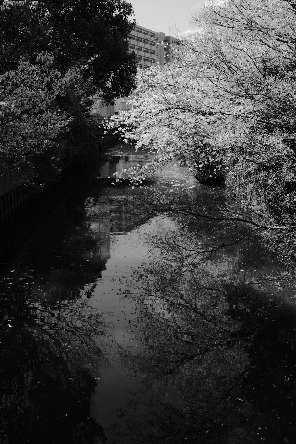 川面