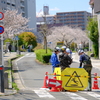 春の工事は長閑に