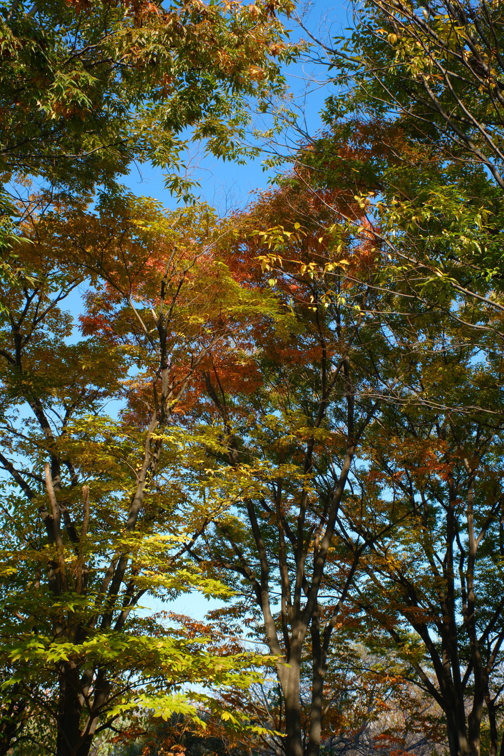 紅葉ライン