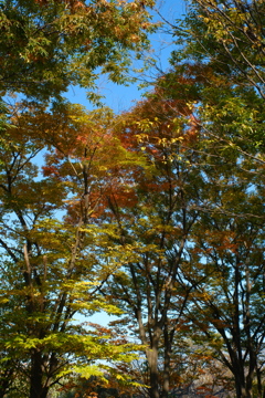 紅葉ライン