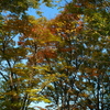 紅葉ライン