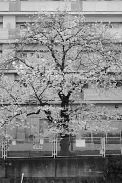 20250404 112623 17683 X-T5 XF16-55mmF2.8