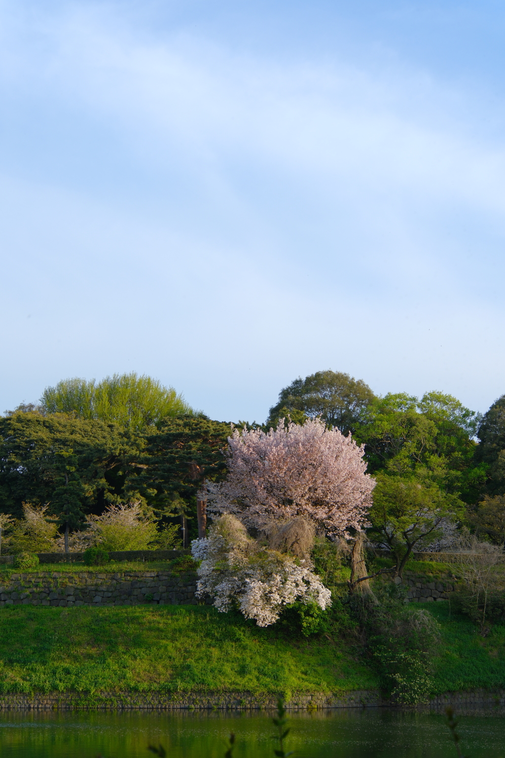 皇居の山桜