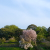 皇居の山桜