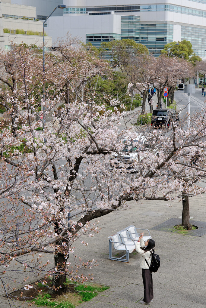 桜を撮る人