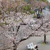 桜を撮る人