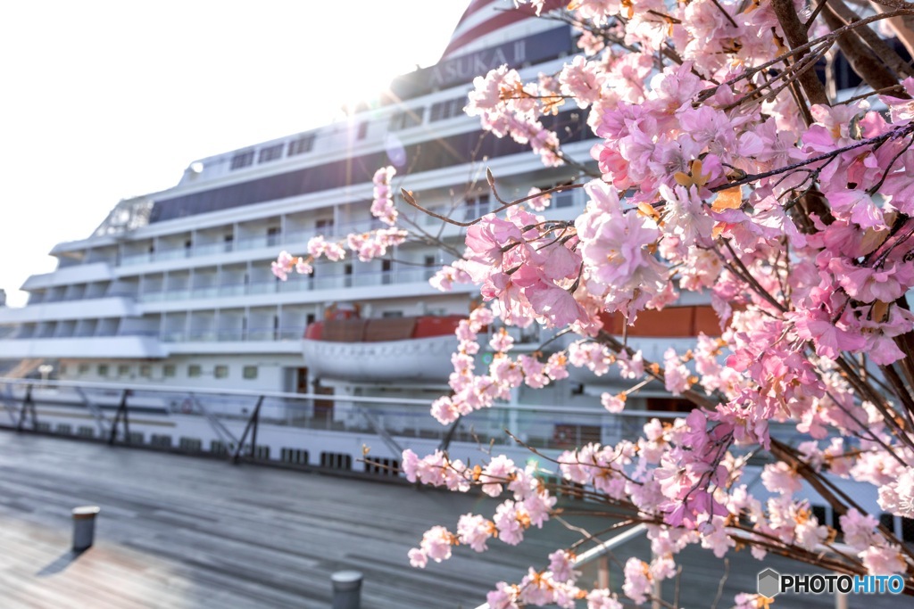 飛鳥Ⅱと桜