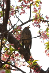 春ですよー！