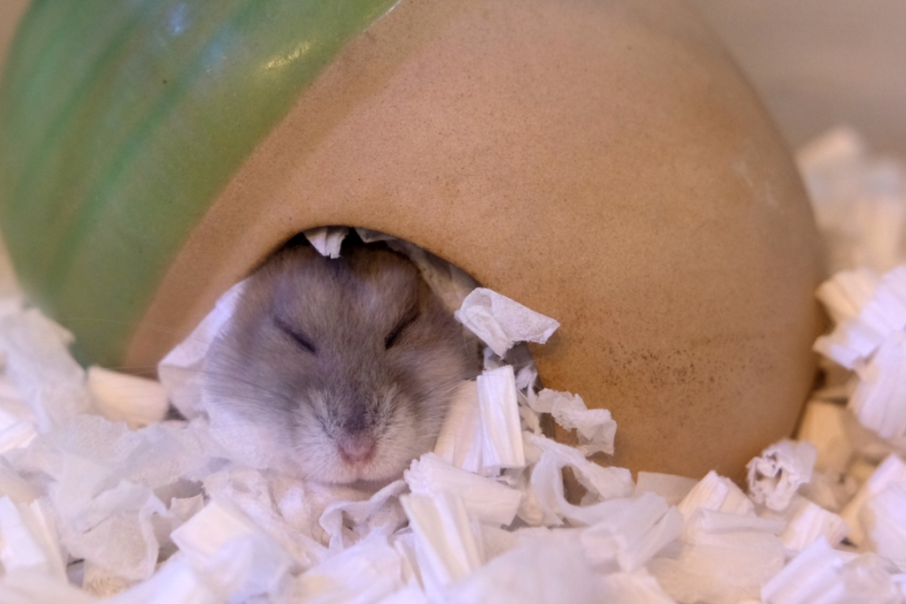 ハムおやすみ中