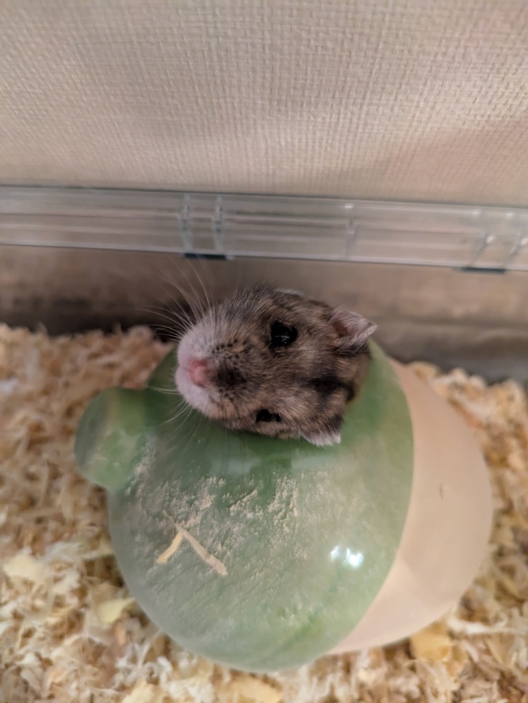 顔出しハムスター