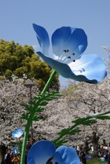 巨大ネモフィラ