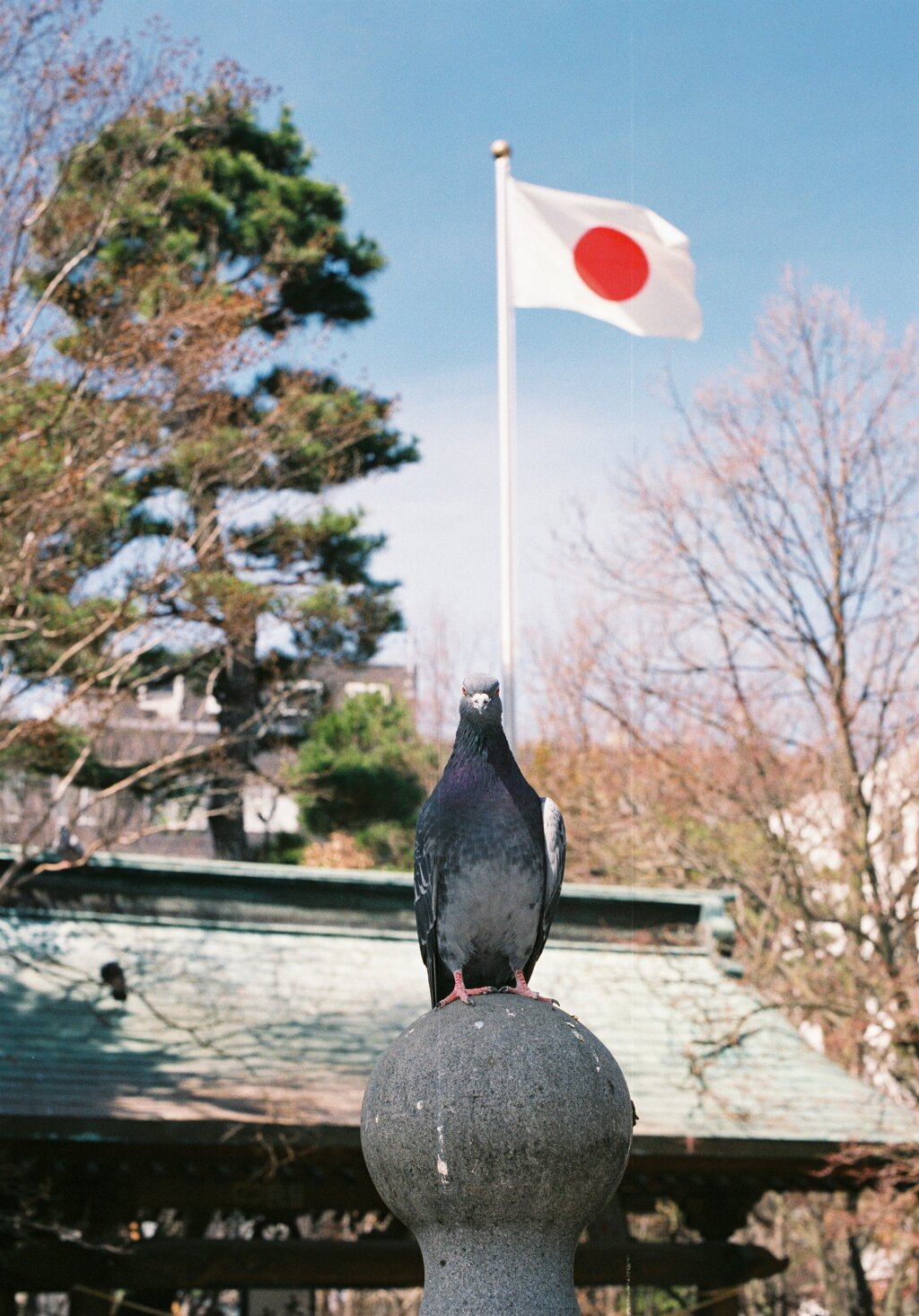 鳩日本代表