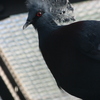 オウギバト