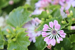 ピンクのお花