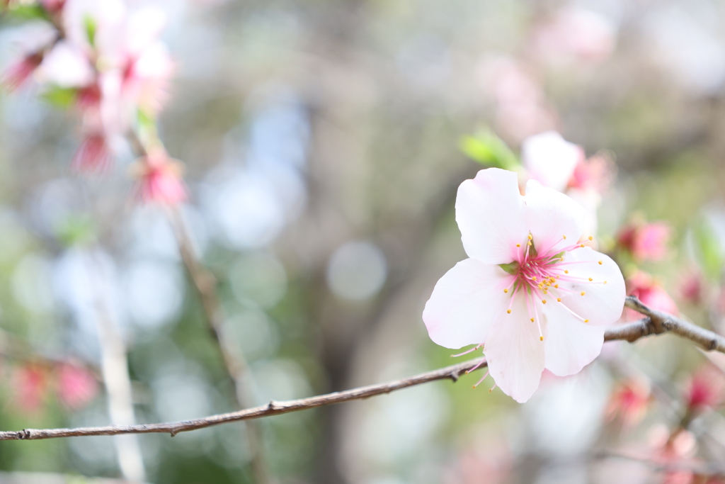 アーモンドの花なんです。