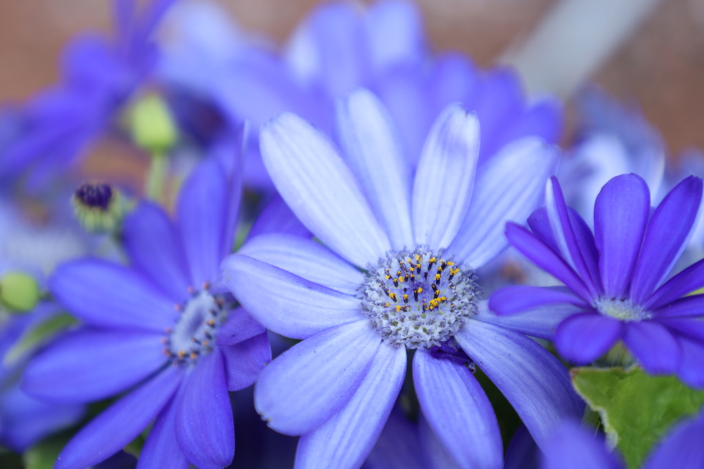 蒼いお花