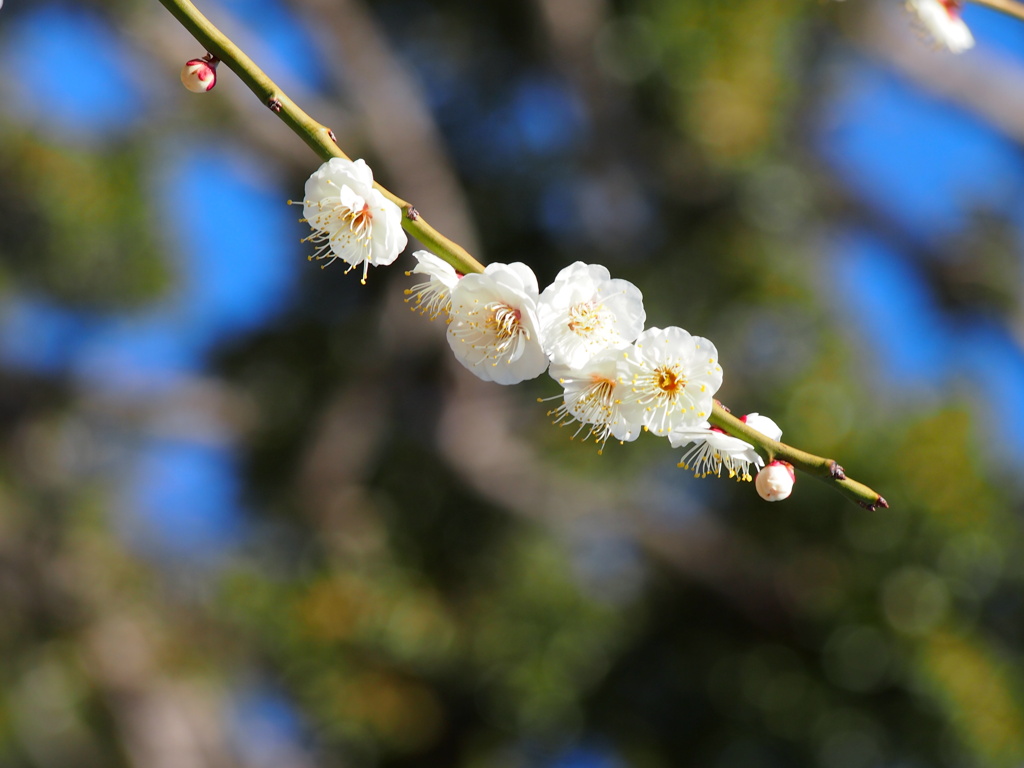 梅の花